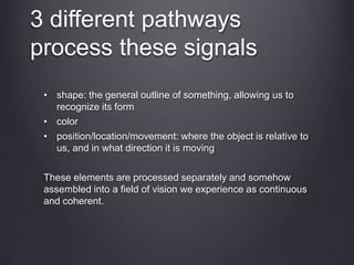 3 different pathways
process these signals
• shape: the general outline of something, allowing us to
recognize its form
• color
• position/location/movement: where the object is relative to
us, and in what direction it is moving
These elements are processed separately and somehow
assembled into a field of vision we experience as continuous
and coherent.
 