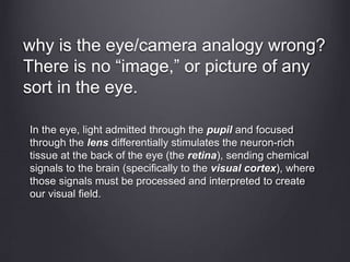 why is the eye/camera analogy wrong?
There is no “image,” or picture of any
sort in the eye.
In the eye, light admitted through the pupil and focused
through the lens differentially stimulates the neuron-rich
tissue at the back of the eye (the retina), sending chemical
signals to the brain (specifically to the visual cortex), where
those signals must be processed and interpreted to create
our visual field.
 