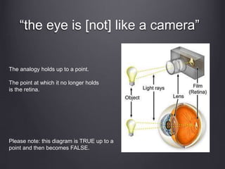“the eye is [not] like a camera”
The analogy holds up to a point.
The point at which it no longer holds
is the retina.
Please note: this diagram is TRUE up to a
point and then becomes FALSE.
 