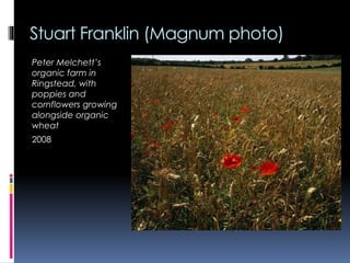 Stuart Franklin (Magnum photo)
Peter Melchett’s
organic farm in
Ringstead, with
poppies and
cornflowers growing
alongside organic
wheat
2008
 