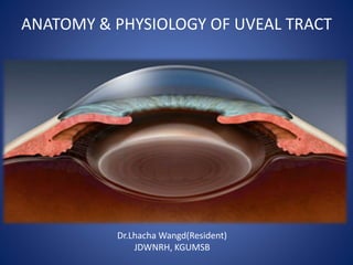 ANATOMY & PHYSIOLOGY OF UVEAL TRACT
Dr.Lhacha Wangd(Resident)
JDWNRH, KGUMSB
 