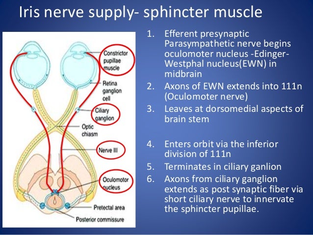Anatomy of Uvea track