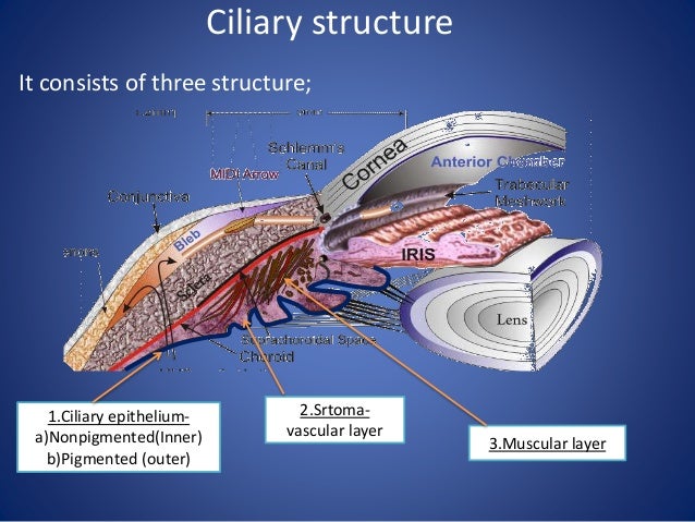Anatomy of Uvea track