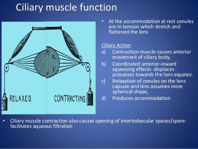 Anatomy of Uvea track