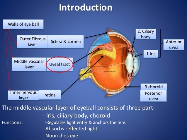 Anatomy of Uvea track