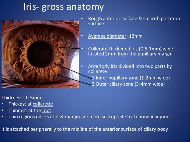 Anatomy of Uvea track