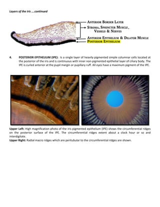 Uveal Tract Review | PDF