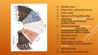 UVEAL TRACT eye anatomy and physiology.pptx