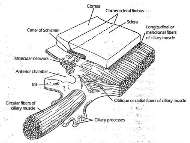 uveal tract