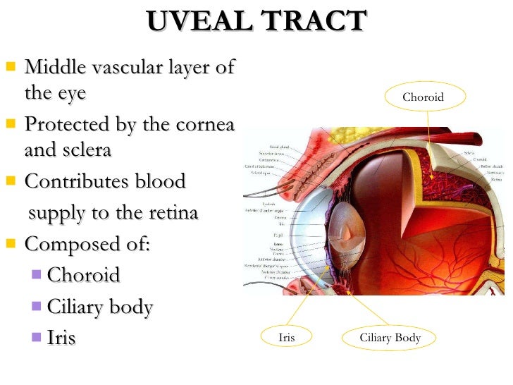 uveal tract