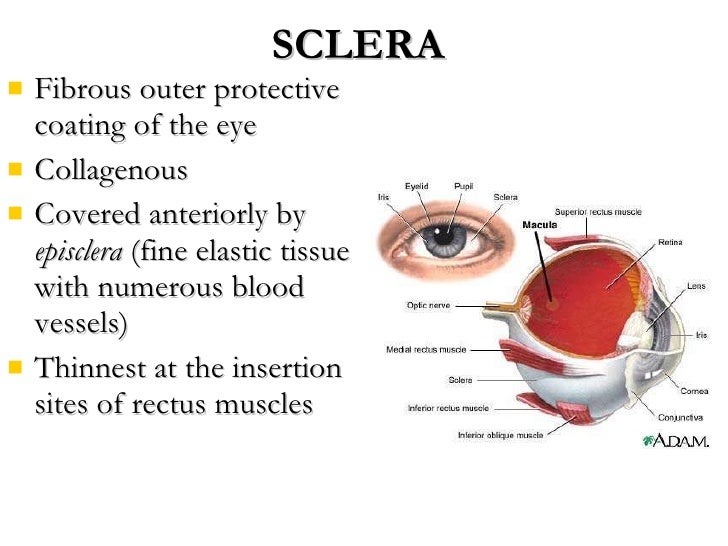 uveal tract
