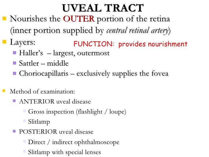 uveal tract
