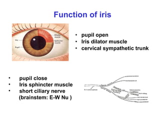 Function of iris pupil open  Iris dilator muscle  cervical sympathetic trunk pupil close Iris sphincter muscle  short ciliary nerve   (brainstem: E-W Nu ) 