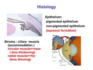 Histology Stroma : ciliary  muscle (accommodation ) circular muscle=>near ( lens thickening) radial muscle=>far (lens thinning) Epithelium: pigmented epithelium  non-pigmented epithelium (aqueous formation)   