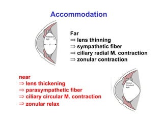 Accommodation near lens thickening  parasympathetic fiber  ciliary circular M. contraction zonular relax   Far lens thinning sympathetic fiber ciliary radial M. contraction zonular contraction 