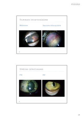 07/03/2010




Tumeurs intra-oculaires

Mélanome           Sarcome intra-oculaire




Uvéites infectieuses

FIV                PIF




                                                   14
 