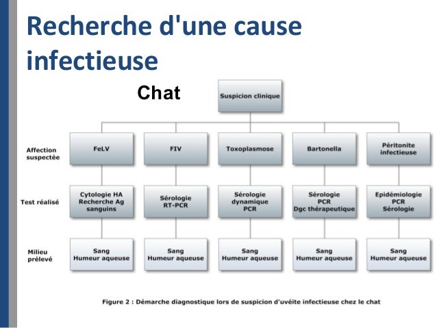 Diagnostic Des Uveites Chez Les Carnivores