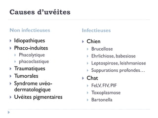 Causes d’uvéites
Non infectieuses Infectieuses
 Idiopathiques
 Phaco-induites
 Phacolytique
 phacoclastique
 Traumatiques
 Tumorales
 Syndrome uvéo-
dermatologique
 Uvéites pigmentaires
 Chien
 Brucellose
 Ehrlichiose, babesiose
 Leptospirose, leishmaniose
 Suppurations profondes…
 Chat
 FeLV, FIV, PIF
 Toxoplasmose
 Bartonella
 