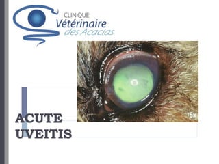 ACUTE
UVEITIS
 