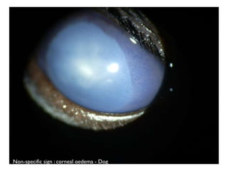 Non-specific sign : corneal oedema - Dog
 