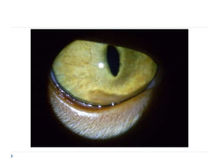 Specific signs : Myosis & Fibrin clot - Cat
 