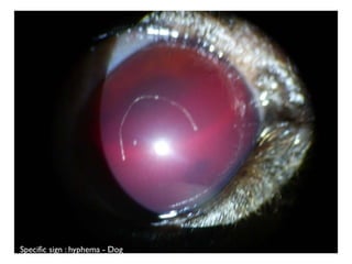 Specific sign : hyphema - Dog
 