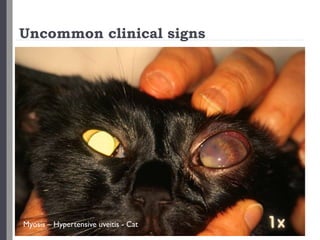 Uncommon clinical signs
Mydriasis – acute glaucoma -Dog
Myosis – Hypertensive uveitis - Cat
 