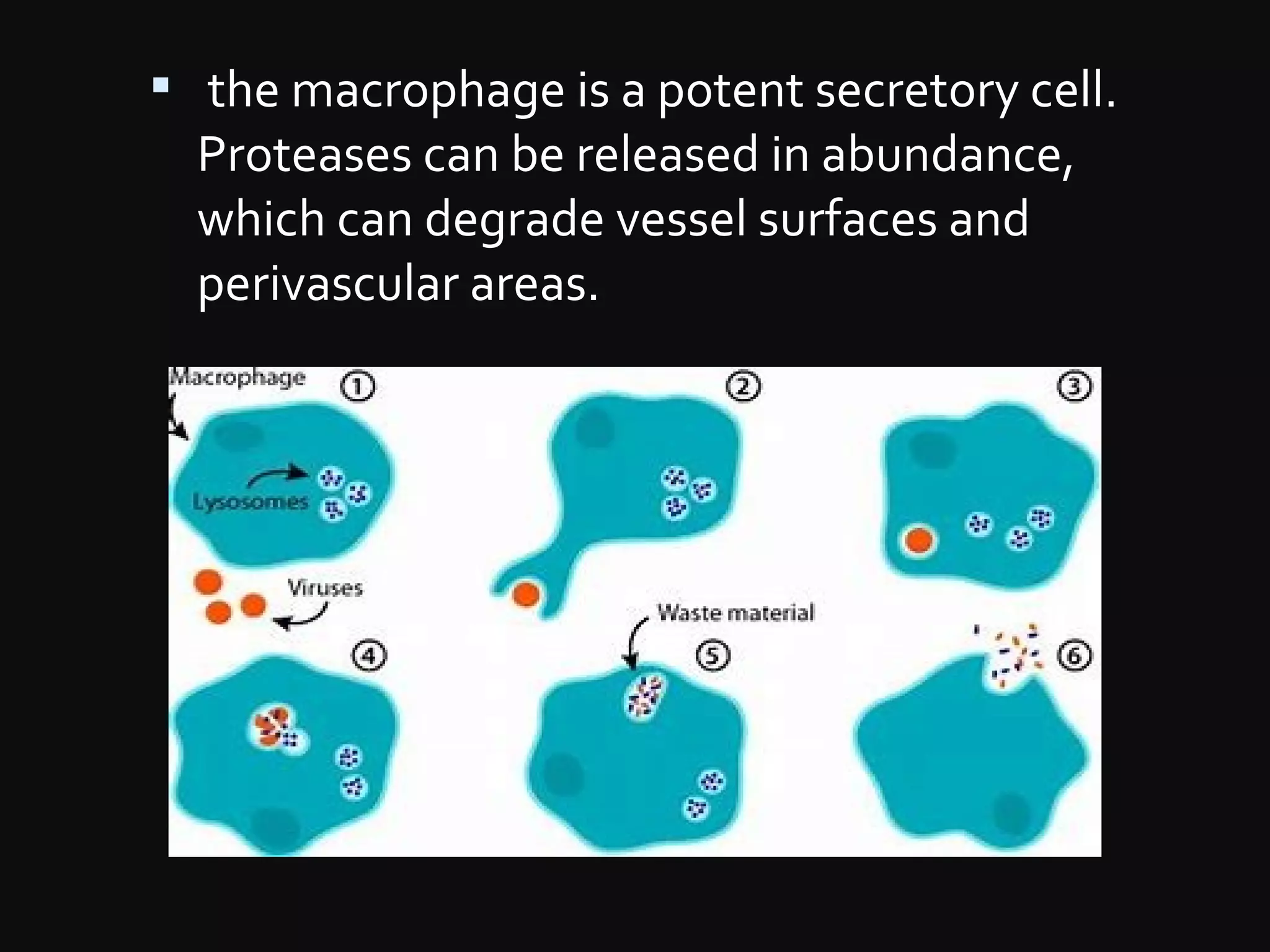  the macrophage is a potent secretory cell.
Proteases can be released in abundance,
which can degrade vessel surfaces and
perivascular areas.
 