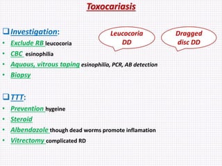 Toxocariasis
Investigation:
• Exclude RB leucocoria
• CBC esinophilia
• Aquous, vitrous taping esinophilia, PCR, AB detection
• Biopsy
TTT:
• Prevention hygeine
• Steroid
• Albendazole though dead worms promote inflamation
• Vitrectomy complicated RD
Dragged
disc DD
Leucocoria
DD
 