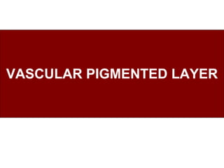 VASCULAR PIGMENTED LAYER 