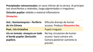 Precipitados retrocorneales: en zona inferior de la córnea. Al principio
son amarillentos y redondos, luego pigmentados e irregulares.
Oclusión pupilar: debido a material inflamatorio
Sinequias:
Ant.: Goniosinequias ▪ Periferia
de iris-Córnea
Dificulta drenaje de humor
acuoso. Produce Glaucoma Sec.
Post.: Iris-Cristalino Pupila irregular.
Iris en tomate: sinequia en todo
el borde pupilar (Seclusión
pupilar).
No hay circulacion de humor
acuoso hacia camara ant.
Camara posterior aumenta la
presión.
 