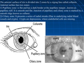 Uveitis Eye presentation- Darayus | PPT