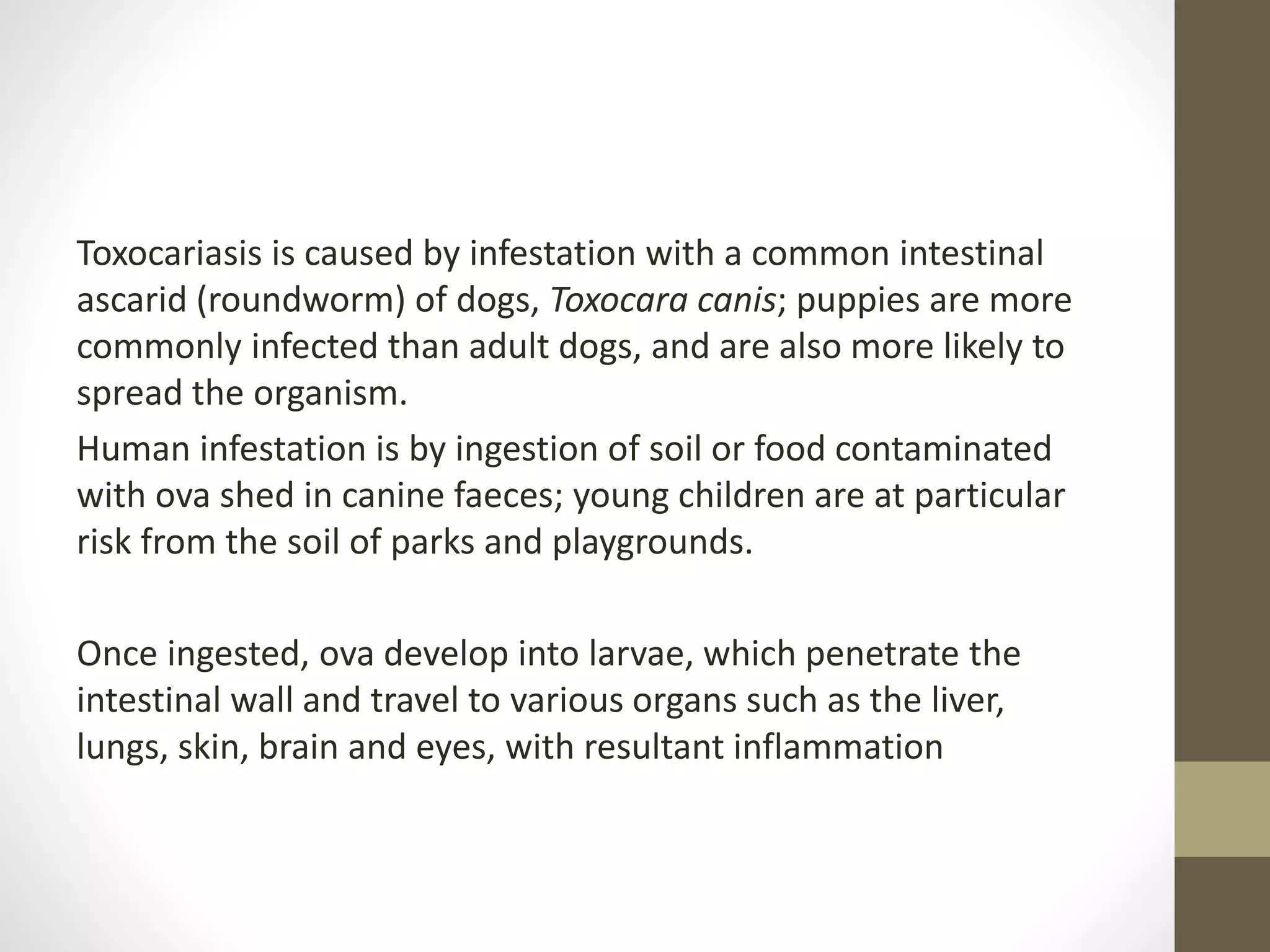 Toxocariasis is caused by infestation with a common intestinal
ascarid (roundworm) of dogs, Toxocara canis; puppies are more
commonly infected than adult dogs, and are also more likely to
spread the organism.
Human infestation is by ingestion of soil or food contaminated
with ova shed in canine faeces; young children are at particular
risk from the soil of parks and playgrounds.
Once ingested, ova develop into larvae, which penetrate the
intestinal wall and travel to various organs such as the liver,
lungs, skin, brain and eyes, with resultant inflammation
 