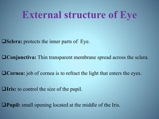 External structure of Eye
Sclera: protects the inner parts of Eye.
Conjunctiva: Thin transparent membrane spread across the sclera.
Cornea: job of cornea is to refract the light that enters the eyes.
Iris: to control the size of the pupil.
Pupil: small opening located at the middle of the Iris.
 
