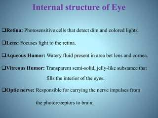Internal structure of Eye
Retina: Photosensitive cells that detect dim and colored lights.
Lens: Focuses light to the retina.
Aqueous Humor: Watery fluid present in area bet lens and cornea.
Vitreous Humor: Transparent semi-solid, jelly-like substance that
fills the interior of the eyes.
Optic nerve: Responsible for carrying the nerve impulses from
the photoreceptors to brain.
 
