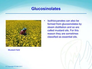 © Copyright PCNM 2011
Glucosinolates
• Isothiocyanates can also be
formed from glucosinolates by
steam distillation and so are
called mustard oils. For this
reason they are sometimes
classified as essential oils.
Mustard field
 
