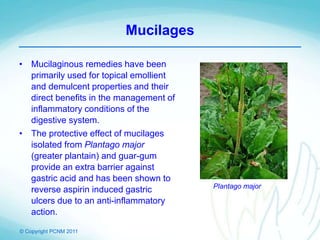 © Copyright PCNM 2011
Mucilages
• Mucilaginous remedies have been
primarily used for topical emollient
and demulcent properties and their
direct benefits in the management of
inflammatory conditions of the
digestive system.
• The protective effect of mucilages
isolated from Plantago major
(greater plantain) and guar-gum
provide an extra barrier against
gastric acid and has been shown to
reverse aspirin induced gastric
ulcers due to an anti-inflammatory
action.
Plantago major
 