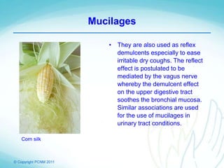 © Copyright PCNM 2011
Mucilages
• They are also used as reflex
demulcents especially to ease
irritable dry coughs. The reflect
effect is postulated to be
mediated by the vagus nerve
whereby the demulcent effect
on the upper digestive tract
soothes the bronchial mucosa.
Similar associations are used
for the use of mucilages in
urinary tract conditions.
Corn silk
 