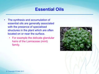 © Copyright PCNM 2011
Essential Oils
• The synthesis and accumulation of
essential oils are generally associated
with the presence of specialised
structures in the plant which are often
located on or near the surface.
• For example the delicate glandular
hairs of the Lamiaceae (mint)
family.
 