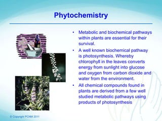 © Copyright PCNM 2011
Phytochemistry
• Metabolic and biochemical pathways
within plants are essential for their
survival.
• A well known biochemical pathway
is photosynthesis. Whereby
chlorophyll in the leaves converts
energy from sunlight into glucose
and oxygen from carbon dioxide and
water from the environment.
• All chemical compounds found in
plants are derived from a few well
studied metabolic pathways using
products of photosynthesis
 