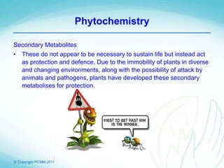 © Copyright PCNM 2011
Phytochemistry
Secondary Metabolites
• These do not appear to be necessary to sustain life but instead act
as protection and defence. Due to the immobility of plants in diverse
and changing environments, along with the possibility of attack by
animals and pathogens, plants have developed these secondary
metabolises for protection.
 