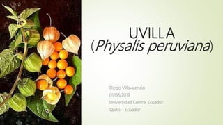 UVILLA
(Physalis peruviana)
Diego Villavicencio
01/08/2019
Universidad Central Ecuador
Quito – Ecuador
 