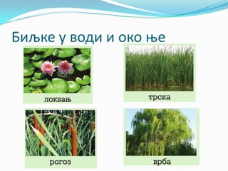 Биљке у води и око ње
 