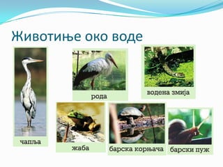 Животиње око воде
 