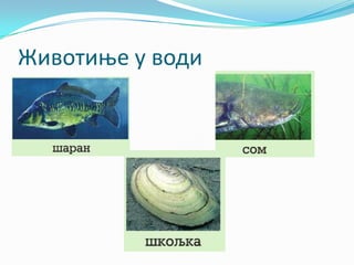 Животиње у води
 