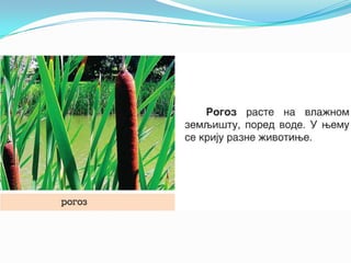 U vodi i_oko_nje_1.razred