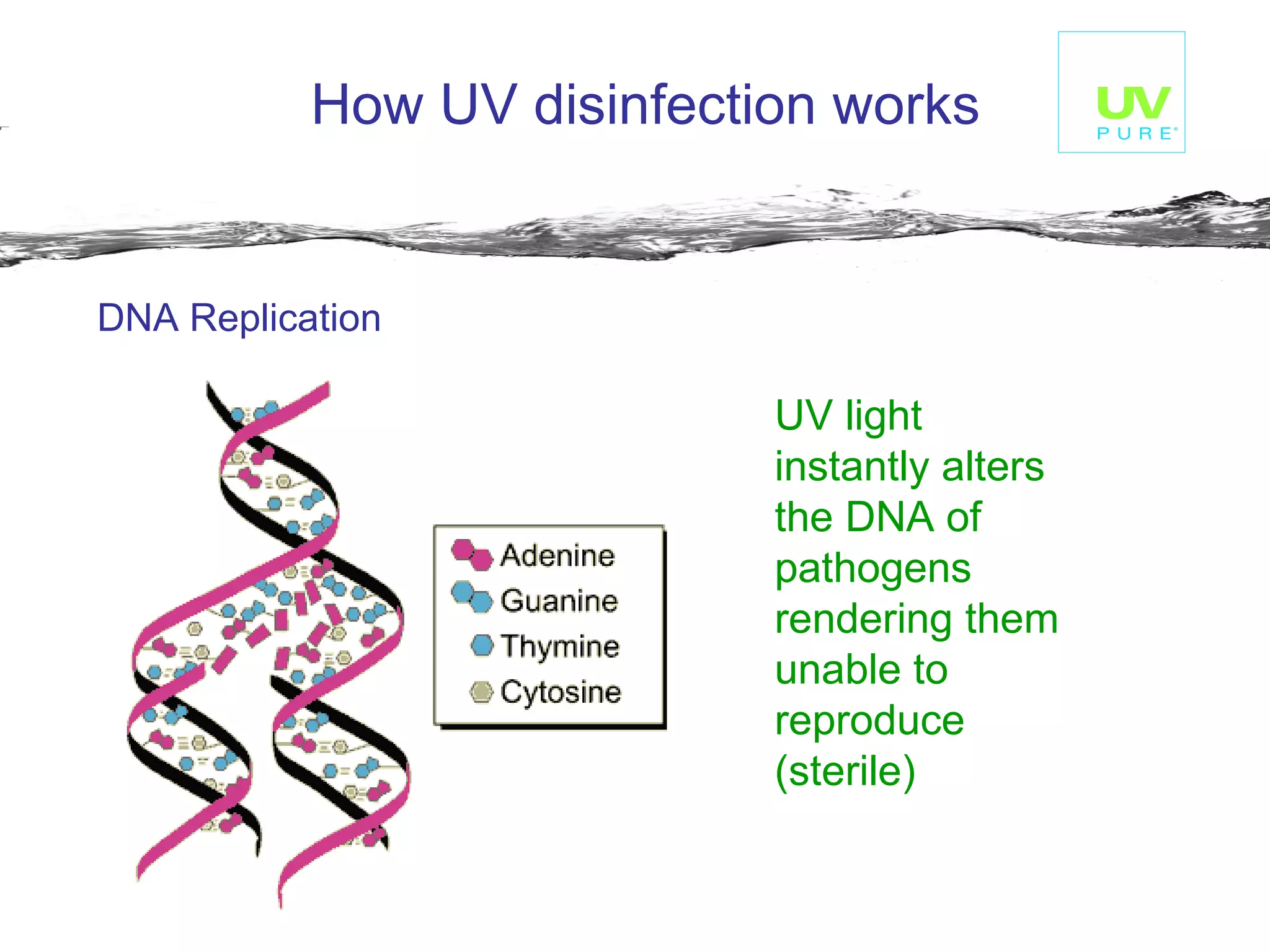 How UV disinfection works DNA Replication   UV light instantly alters the DNA of pathogens rendering them unable to reproduce  (sterile) 