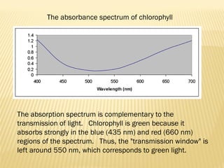 The absorption spectrum is complementary to the
transmission of light. Chlorophyll is green because it
absorbs strongly in the blue (435 nm) and red (660 nm)
regions of the spectrum. Thus, the "transmission window" is
left around 550 nm, which corresponds to green light.
The absorbance spectrum of chlorophyll
 
