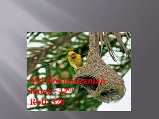 Md Rokunuzzman
Batch : 12th
Roll :328
 