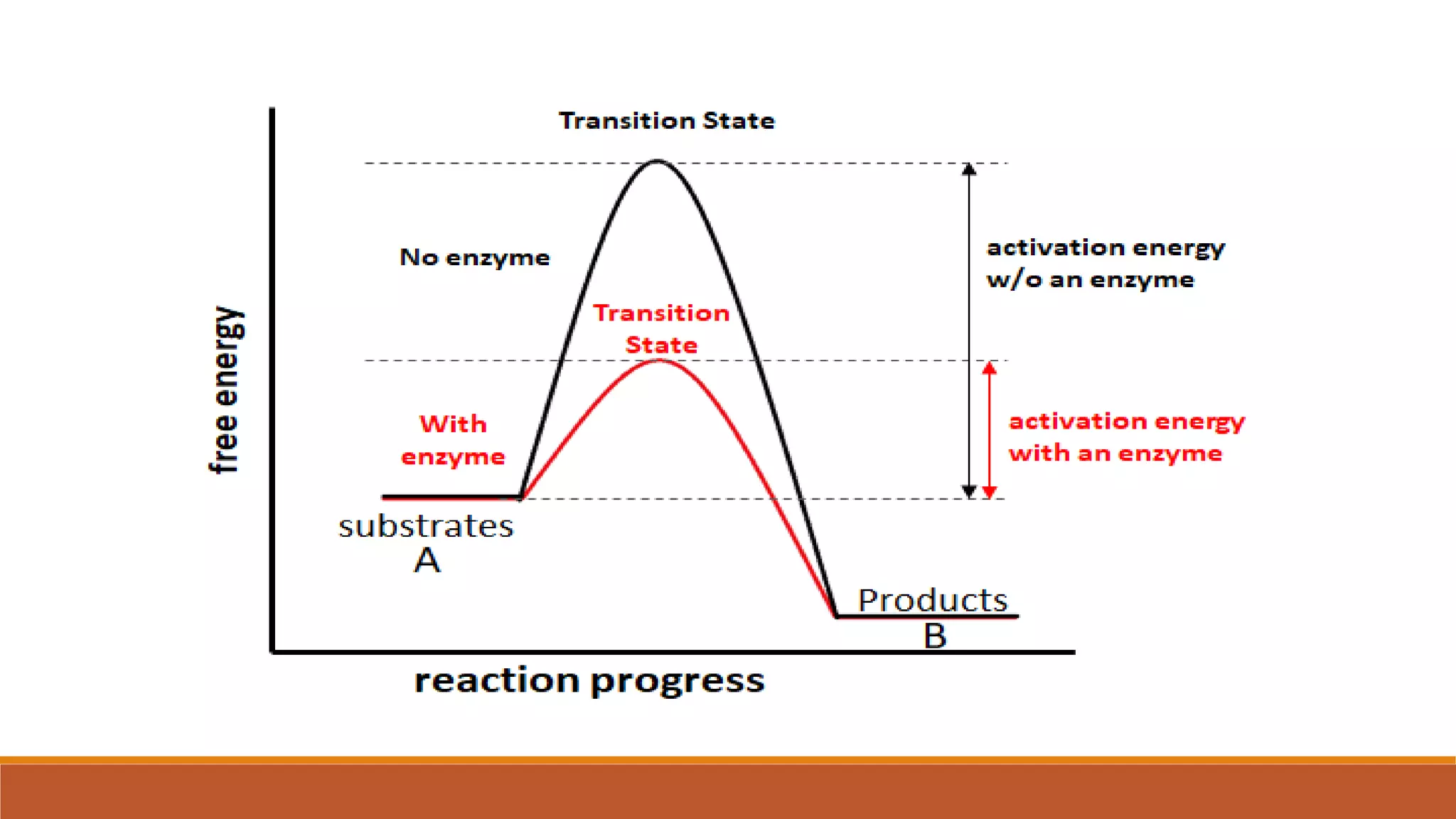 Mechanism of enzyme action ppt